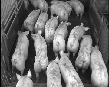Second pig motion frame