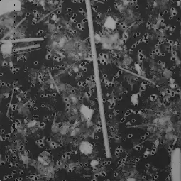 Gamma-corrected image with gamma zero point five
