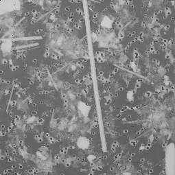 Original grayscale asbestos image