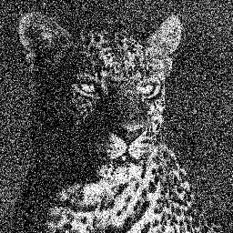 Original leopard image
