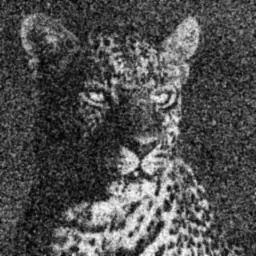 Leopard image smoothed with Gaussian sigma zero point eight